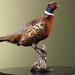 Fazant Taxidermie Opgezette Dieren By Max, Verzamelen, Ophalen of Verzenden, Nieuw, Vogel, Opgezet dier