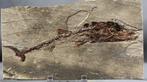 Rovers met weinig zichtbare tanden - Gefossiliseerd dier -