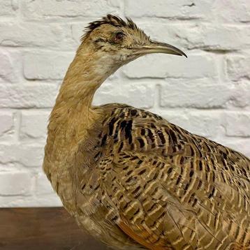 Pampahoen Taxidermie volledige montage - Rhynchotus beschikbaar voor biedingen