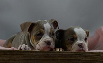 Old English Bulldog pups, mogen direct mee 2e kerstdag open! beschikbaar voor biedingen