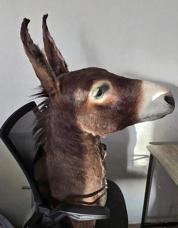 Afrikaanse wilde ezel Taxidermie wandmontage - Equus beschikbaar voor biedingen