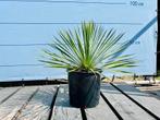 Online Veiling: Yucca Rostrata 70cm