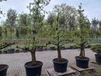 Oude peer fruitboom Doyenne du Comice, Ophalen