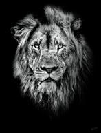 Jeffrey Van Daele - King of Shadows