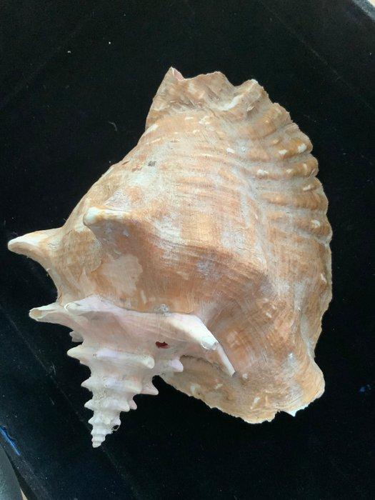 Set van twee fossiele schelpen – conque & bénitier van de, Antiek en Kunst, Curiosa en Brocante