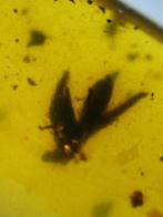 Amber - Barnsteen - flower in amber - 19 mm - 10 mm, Verzamelen, Mineralen en Fossielen