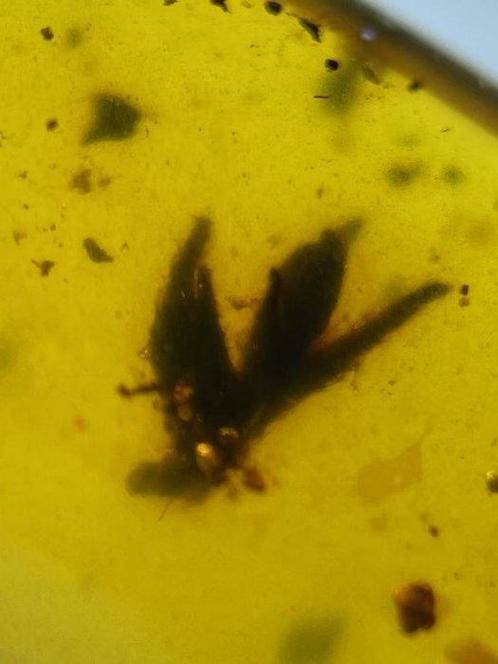 Amber - Barnsteen - flower in amber - 19 mm - 10 mm, Verzamelen, Mineralen en Fossielen