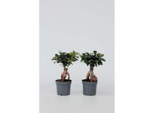 Ficus Ginseng Japanse Bonsai - set van 2, Huis en Inrichting, Kamerplanten, Verzenden