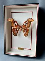 Mot Taxidermie volledige montage - Attacus atlas - 39 cm -, Nieuw