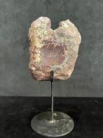 Dinosaurus - Fossiel bot - Agujaceratops - 13 cm - 10 cm