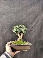 Conifeer bonsai (Taxus) - Hoogte (boom): 20 cm - Diepte, Antiek en Kunst