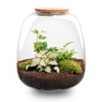 Plant terrarium - Emma - DIY kit -  25 cm - Ø 23 cm - Fitto, Huis en Inrichting, Kamerplanten, Verzenden