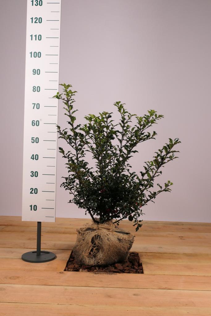 Blauwe Hulst Blue Princess/Ilex mes. Blue Prince 50t/m80cm, Tuin en Terras, Planten | Struiken en Hagen, Overige soorten, Haag