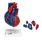 Anatomie model hart, didactisch gekleurd, 5-delig, Nieuw, Verzenden
