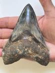 Megalodon-tand, - 11,6 cm (4,57 inch) - Carcharocles