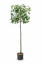 Prunus laurocerasus Novita leiboom 12/14 180cm stam 150b x, Tuin en Terras, Planten | Tuinplanten