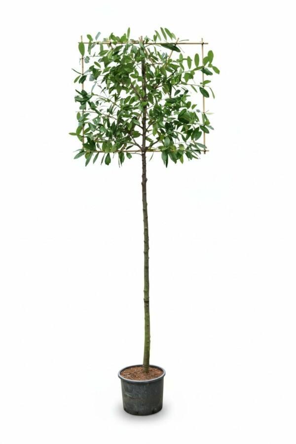 Prunus laurocerasus Novita leiboom 12/14 180cm stam 150b x, Tuin en Terras, Planten | Tuinplanten