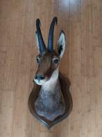 Gems Volledig skelet met schedel - Rupicapra rupicapra - 62