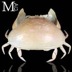 Calappa Calappa uit de Filippijnen – Gedroogde krab voor, Verzamelen, Nieuw