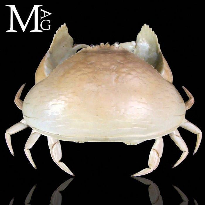 Calappa Calappa uit de Filippijnen – Gedroogde krab voor, Verzamelen, Dierenverzamelingen