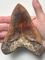 Megalodon - Fossiele tand - 14 cm