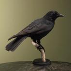 Kraai Taxidermie Opgezette Dieren By Max, Ophalen of Verzenden, Nieuw, Vogel, Opgezet dier