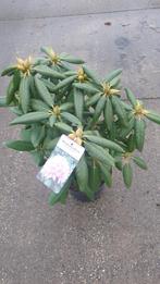 NAJAARSAANBIEDING. 100 Rhododendrons 35/45 cm voor €7,50, Tuin en Terras, Verzenden, Rhododendron, Struik, Minder dan 100 cm