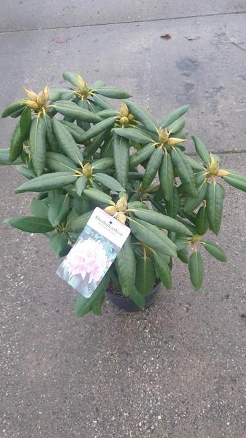 NAJAARSAANBIEDING. 100 Rhododendrons 35/45 cm voor €7,50 beschikbaar voor biedingen