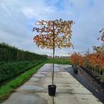 Lei amberboom | Liquidambar leiboom | BetuweBomen, Tuin en Terras, Planten | Bomen