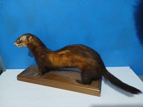 Stinkdier Taxidermie volledige montage - Mustela putorius -, Verzamelen, Dierenverzamelingen