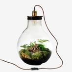Planten terrarium Ecolight XL met lamp