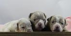 Old English Bulldog pups! | Mogen vanaf 24 december mee., Parvo, Nederland, 8 tot 15 weken, Bulldog