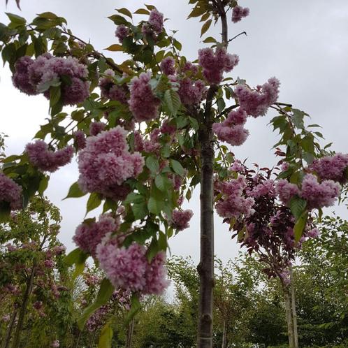 Sierkers treurvorm - Prunus Kiku shidare zakura - Omtrek: 8-, Tuin en Terras, Planten | Bomen, Ophalen of Verzenden