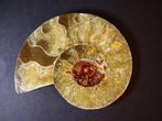 Ammoniet - Gefossiliseerde schelp - Aioloceras (Cleoniceras), Verzamelen, Mineralen en Fossielen