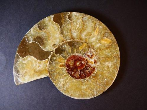 Ammoniet - Gefossiliseerde schelp - Aioloceras (Cleoniceras), Verzamelen, Mineralen en Fossielen