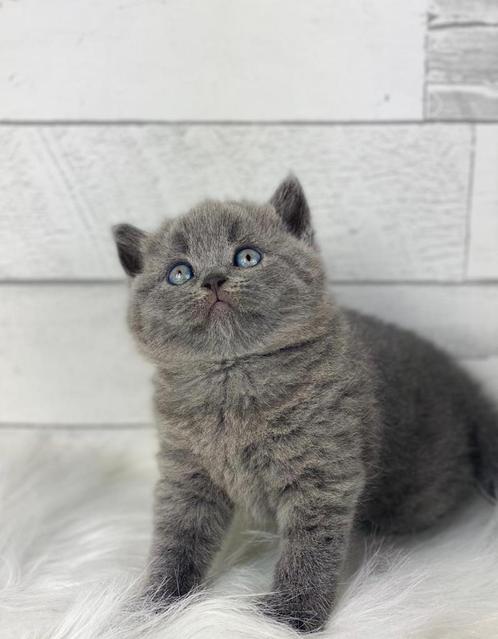 Prachtige 100% Britse korthaar kittens mogen meteen weg!!, Dieren en Toebehoren, Katten en Kittens | Raskatten | Korthaar, Meerdere dieren