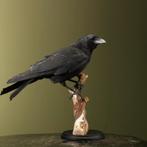 Kraai Taxidermie Opgezette Dieren By Max, Verzamelen, Ophalen of Verzenden, Nieuw, Vogel, Opgezet dier