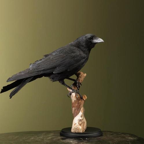 Kraai Taxidermie Opgezette Dieren By Max, Verzamelen, Dierenverzamelingen, Opgezet dier, Nieuw, Vogel, Ophalen of Verzenden
