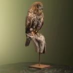Boeboekuil Taxidermie Opgezette Dieren By Max, Ophalen of Verzenden, Nieuw, Vogel, Opgezet dier