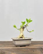 Magnolia stellata bonsai - Hoogte (boom): 18 cm - Diepte