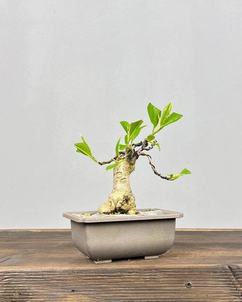 Magnolia stellata bonsai - Hoogte (boom): 18 cm - Diepte, Antiek en Kunst, Curiosa en Brocante