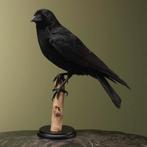 Kraai Taxidermie Opgezette Dieren By Max, Ophalen of Verzenden, Nieuw, Vogel, Opgezet dier