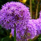 Allium Globemaster 5 stuks, Verzenden