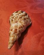 Coquillage Triton Zeeschelp - Charonia varigata (Zonder, Antiek en Kunst, Curiosa en Brocante