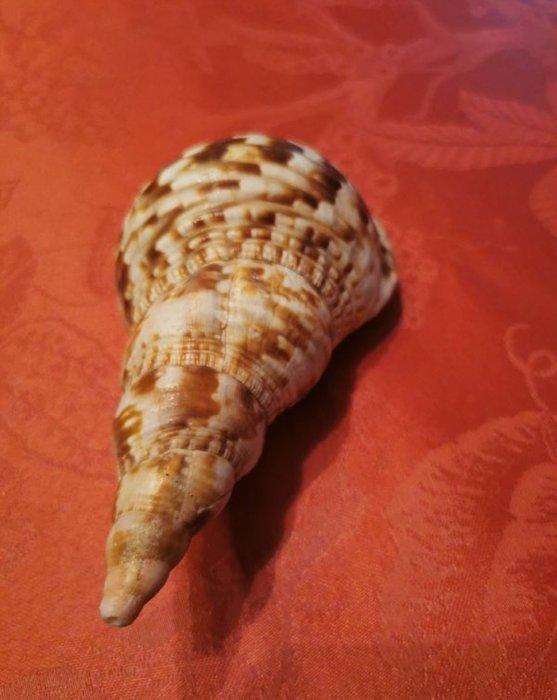 Coquillage Triton Zeeschelp - Charonia varigata (Zonder, Antiek en Kunst, Curiosa en Brocante