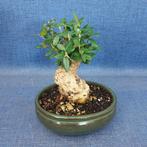 Jeneverbes bonsai (Juniperus) - Hoogte (boom): 14 cm -