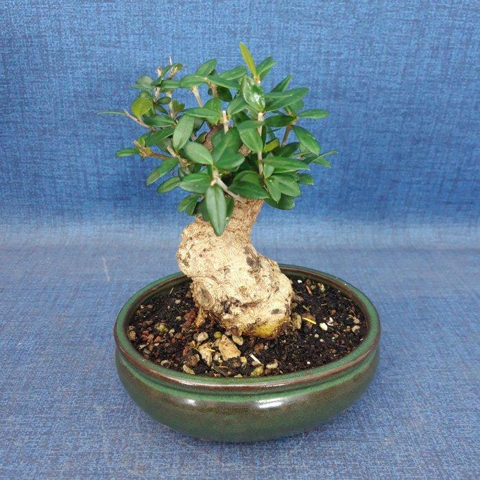 Jeneverbes bonsai (Juniperus) - Hoogte (boom): 14 cm -, Antiek en Kunst, Curiosa en Brocante