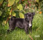 Schitterende RetroMops pupjes, Dieren en Toebehoren, Honden | Chihuahua's en Gezelschapshonden, Parvo, Overige rassen, 8 tot 15 weken