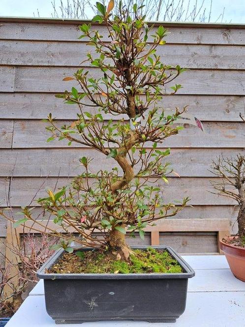 Azalea bonsai (Rhododendron) - Hoogte (boom): 41 cm - Diepte, Antiek en Kunst, Curiosa en Brocante