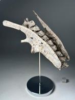 Indrukwekkende onderkrijtperiode: echte dinosaurus, volledig